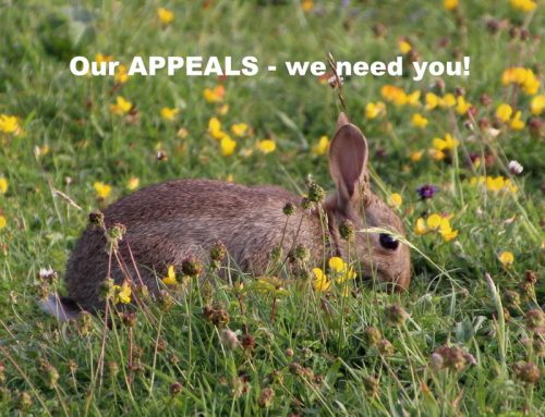 March appeals! Helping the green havens