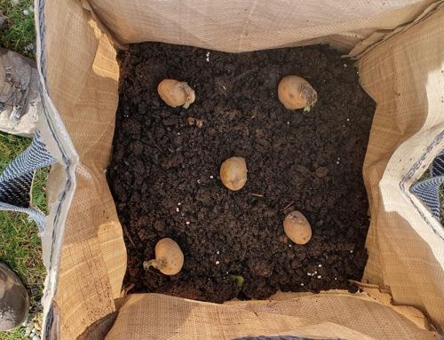 In the bag, one potato two potato.. tips from our community gardens