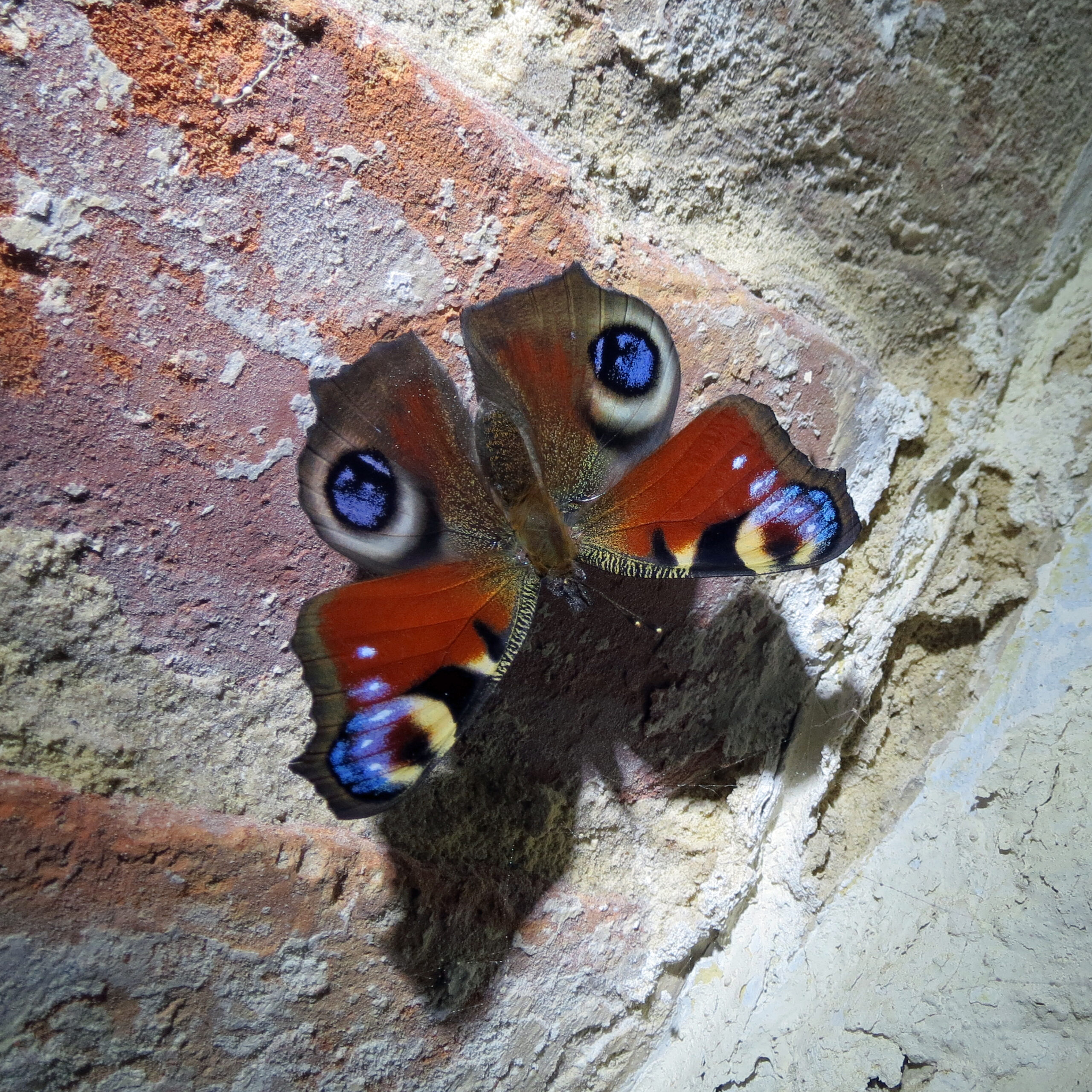 The adult peacock butterfly hibernates in unheated buildings.