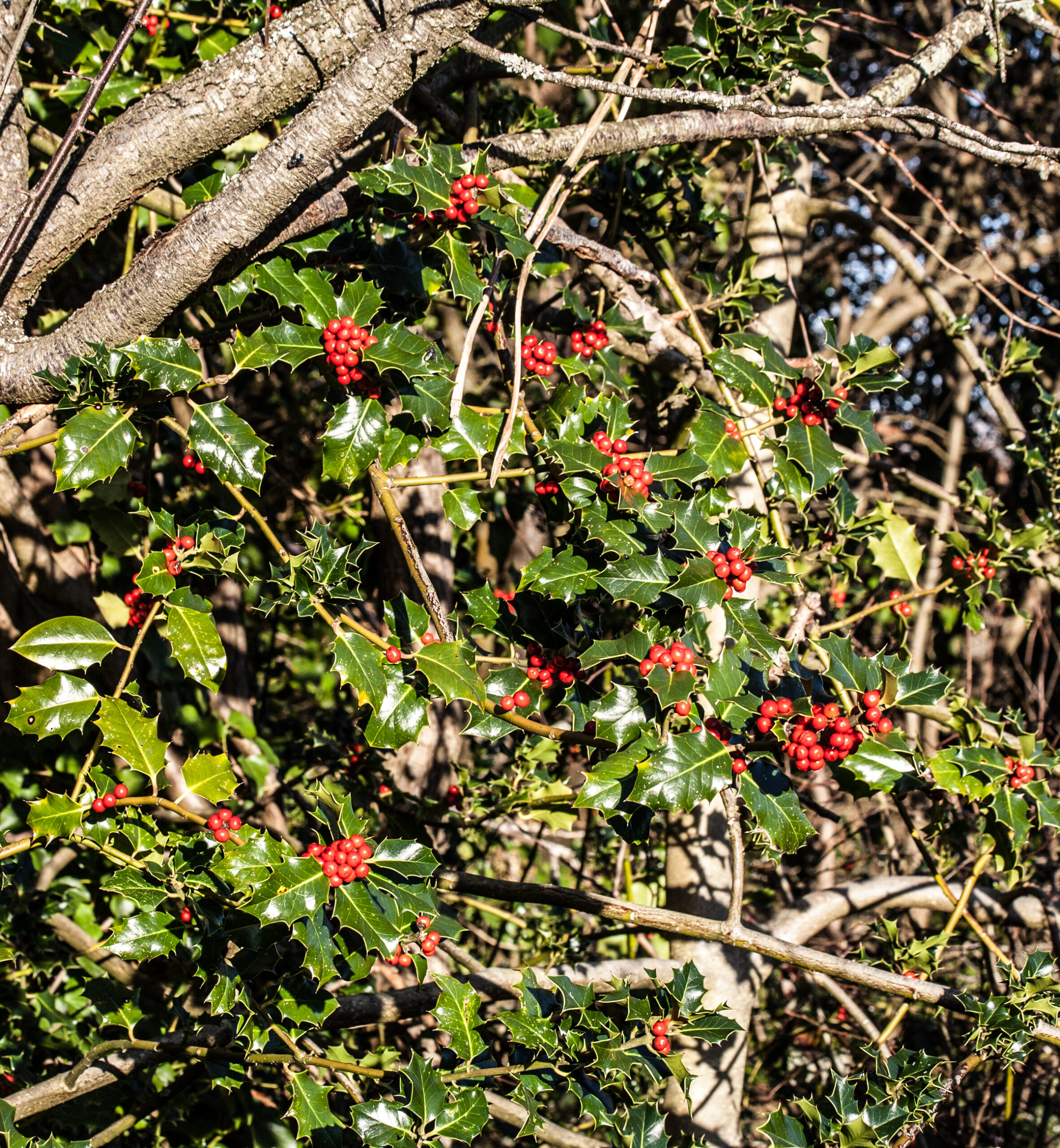 Holly (Ilex aquifolium) berries, Meeching Down