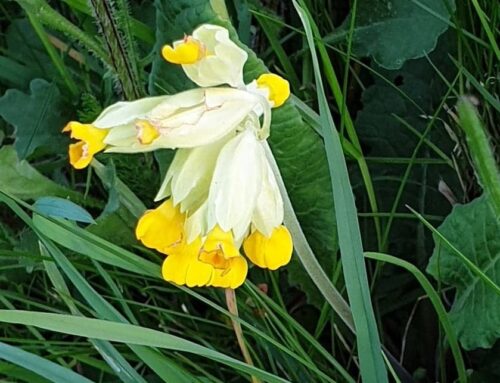 Fairy Cups (Cowslips)