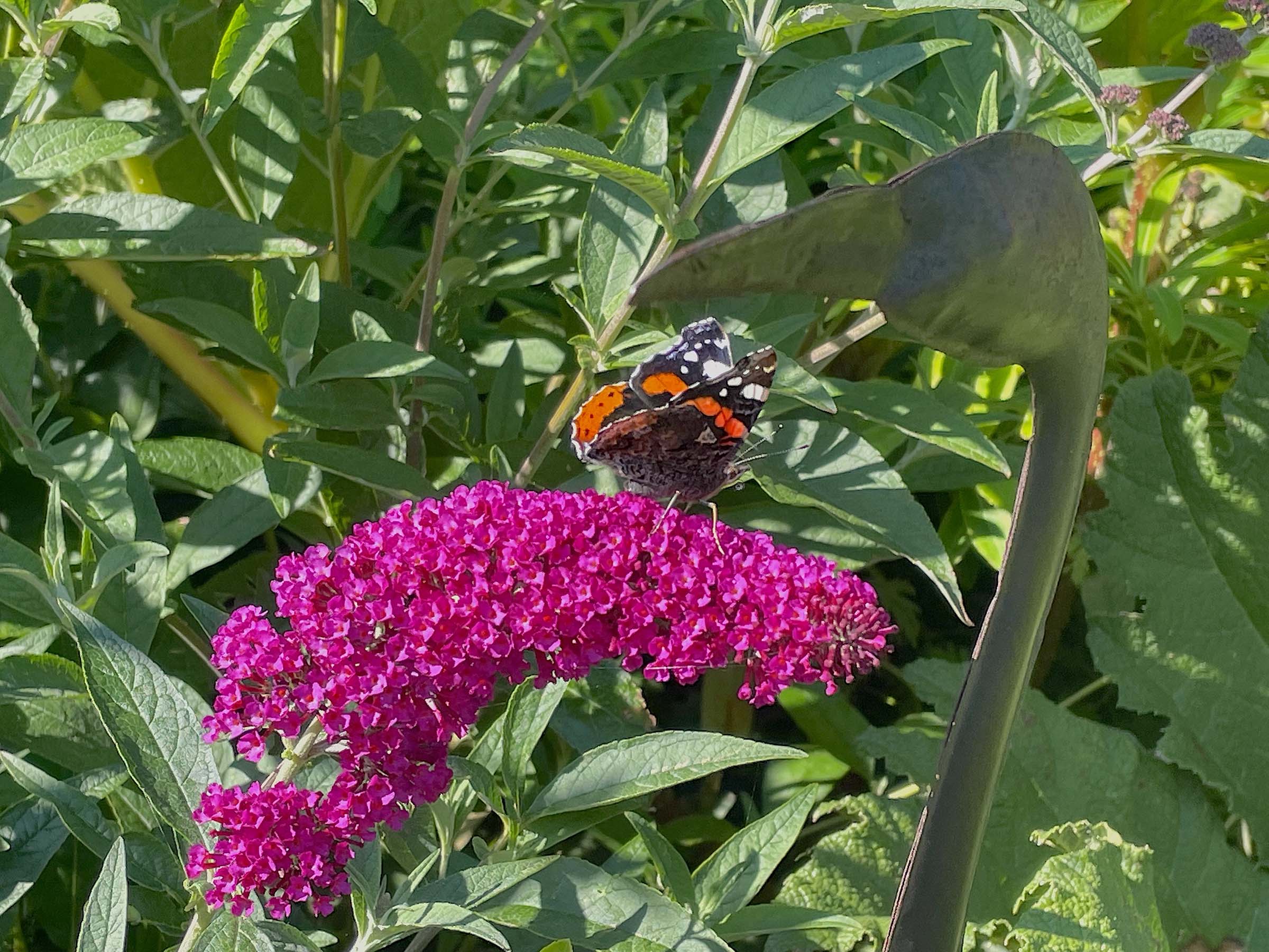 buddleja buzz magenta with butterfly at driftwood