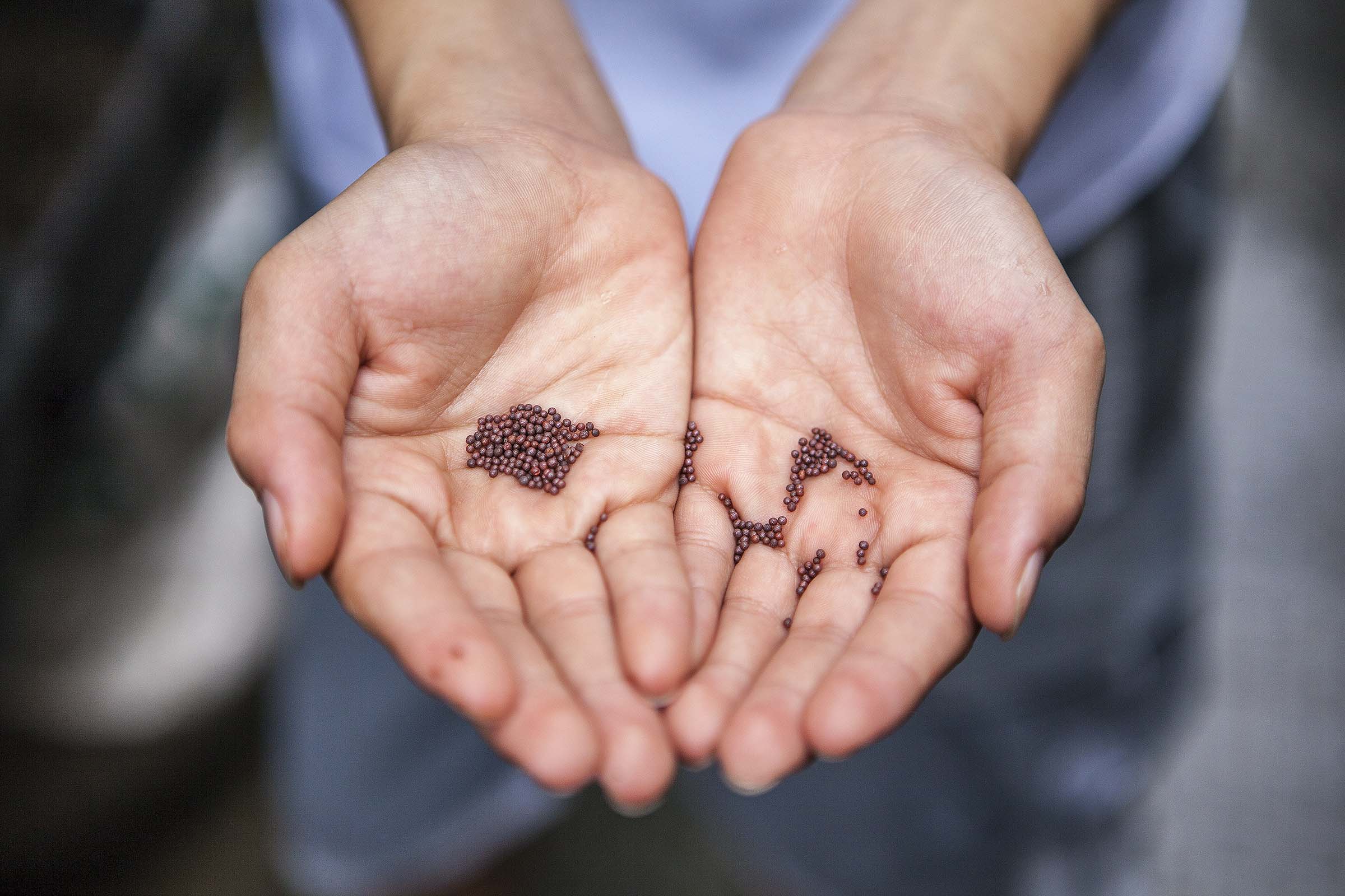 Hands with seeds