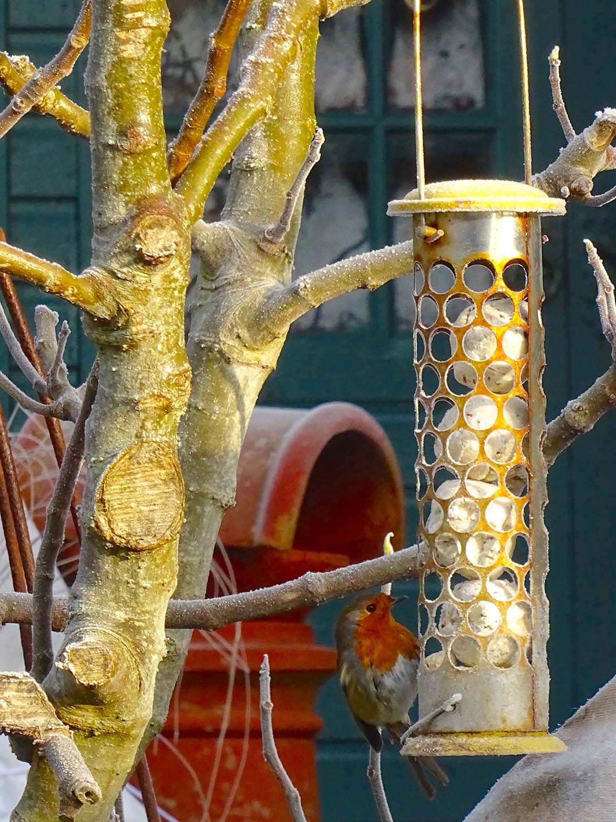 robin feeding