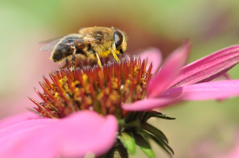 dsc 2889 2400 pix 800x531