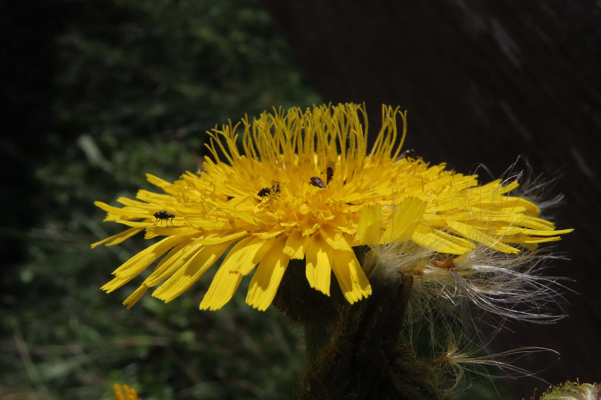 Wildflowers for our Pollinators