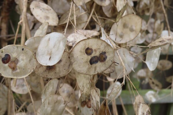 img 9130 2400px 600x400