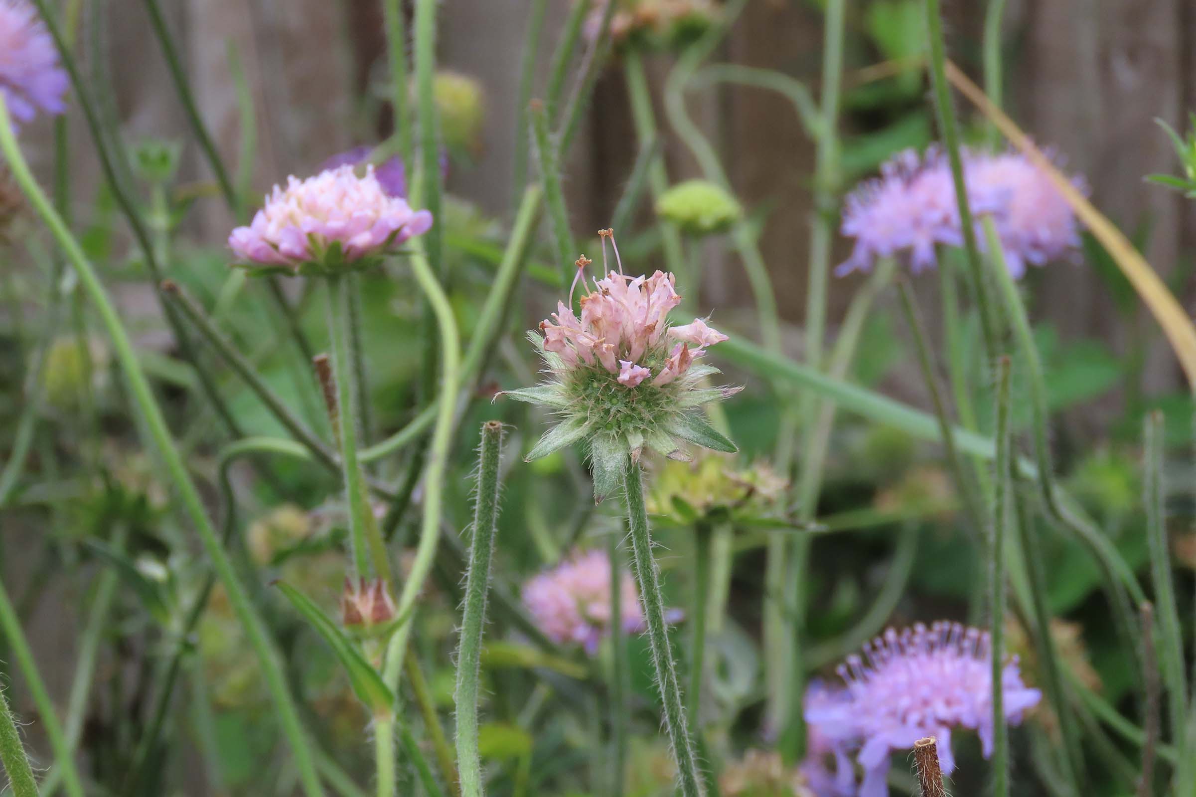 Leaving Seed Heads over Winter to Help Wildlife
