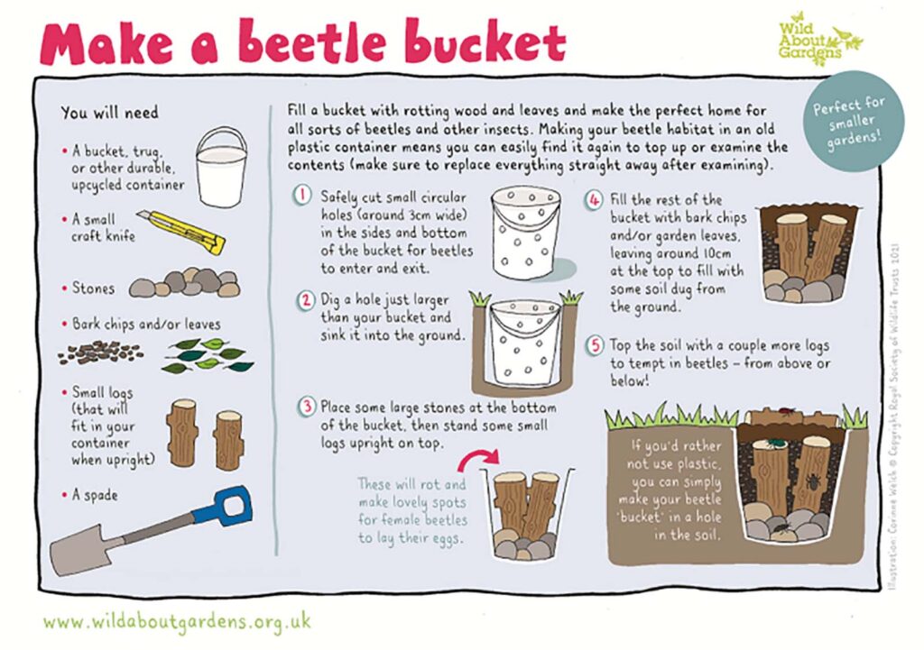 make a beetle bucket jpg