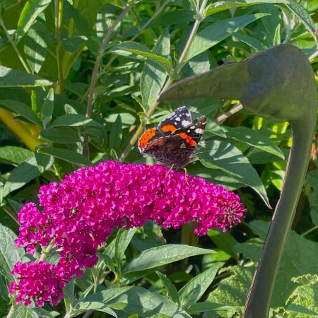 buddleja buzz magenta with butterfly at driftwood circle buddleja buzz magenta with butterfly at driftwood circle