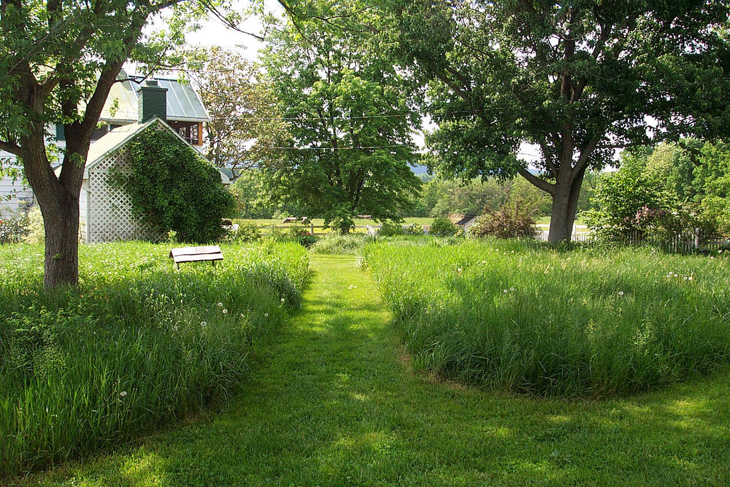 No Mow – Stop Mowing and Leave a Patch Wild
