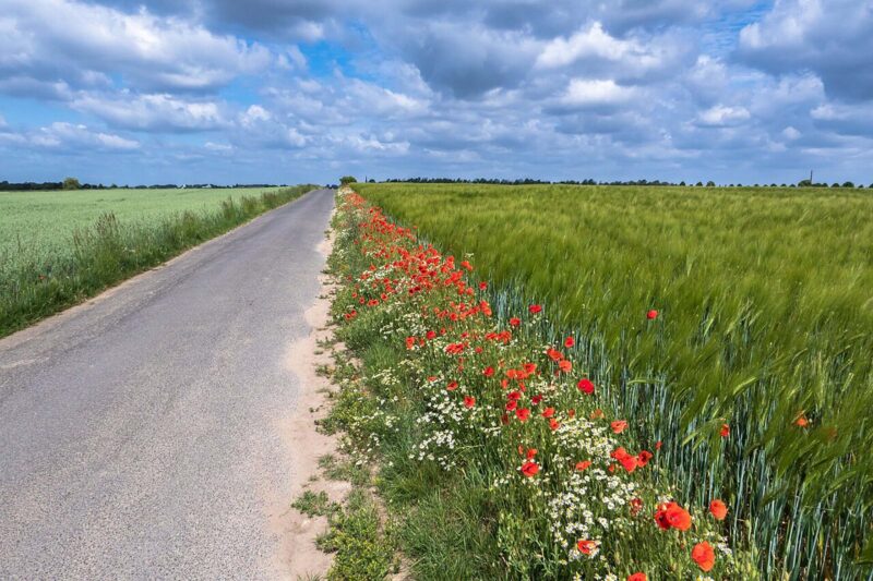 Roadside Verge Rewilding