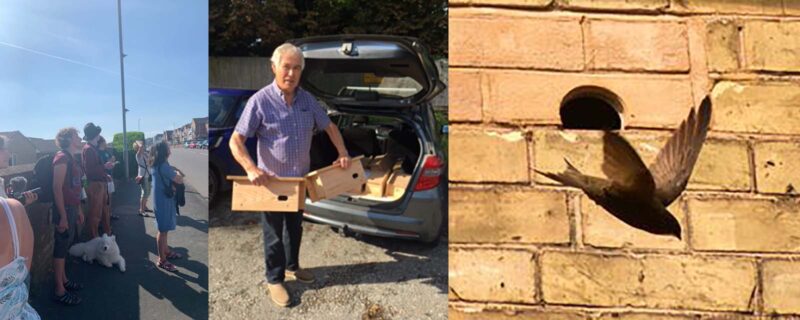 seaford swift montage 800x320