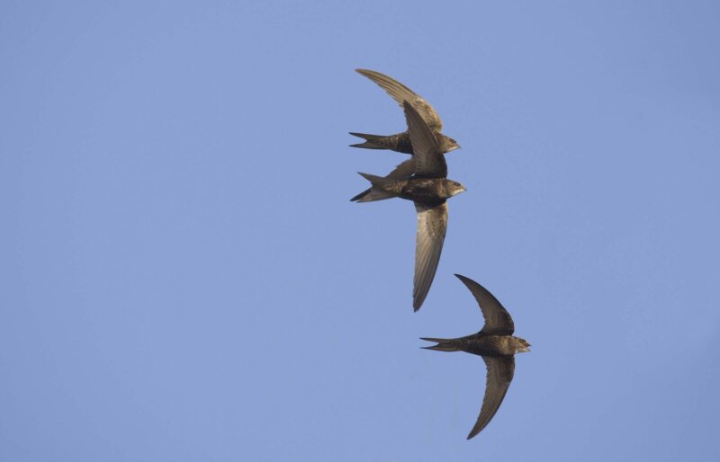 swifts 1037163 2400 800x514