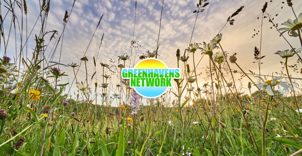 greenhaven network wildflowers native news